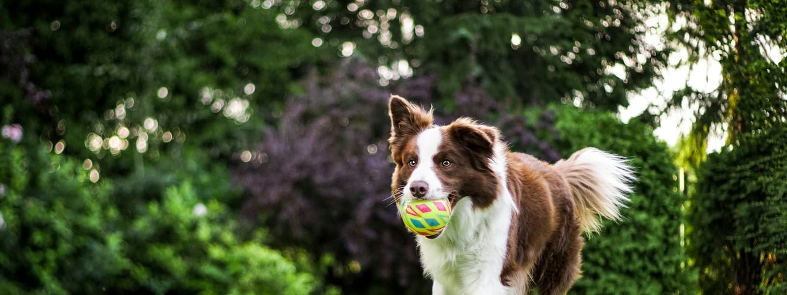 Good Lead Dog Training — Positive-reinforcement training · Gurugram