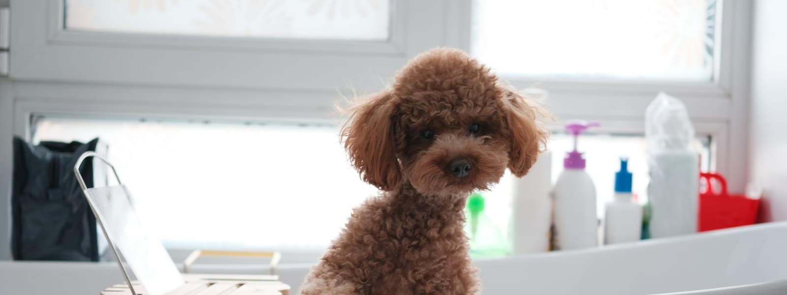 Waggle & Co. Grooming Studio — Cage-free, one dog at a time · by appointment