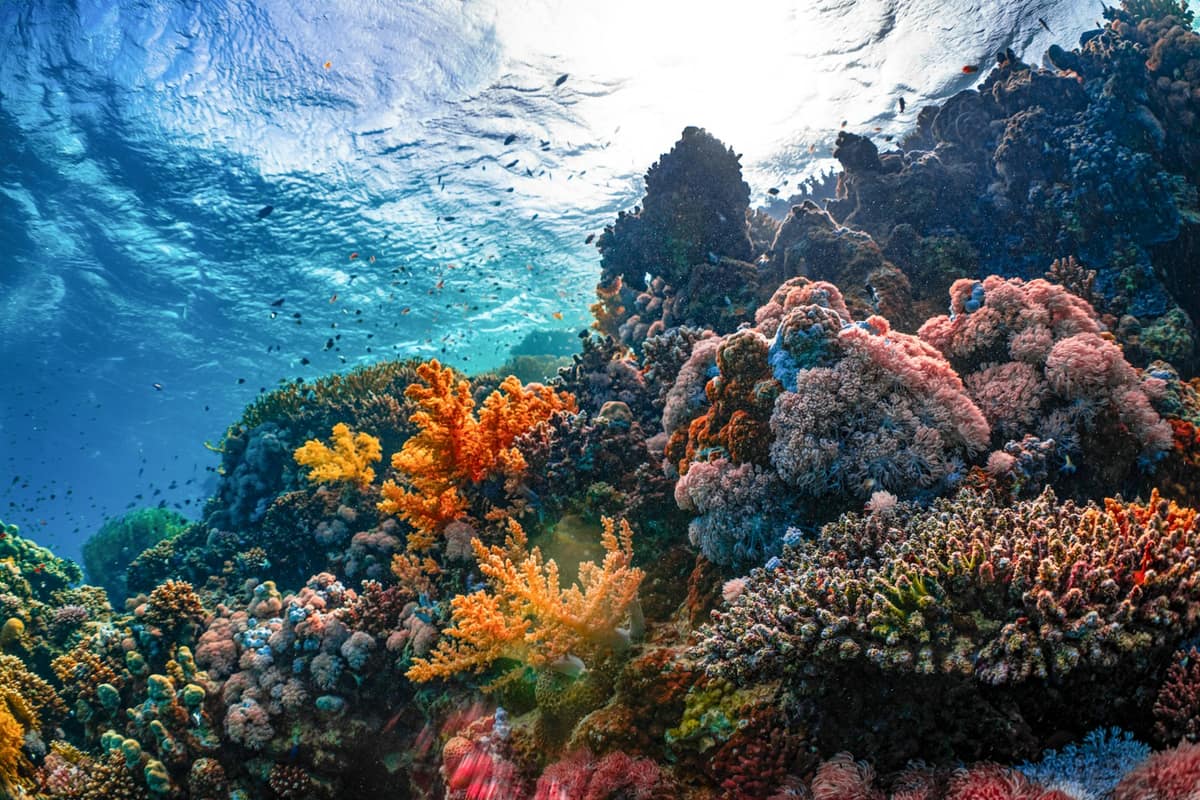 A colourful coral reef seen from just below the surface